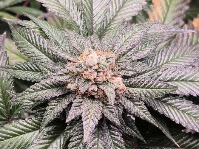 King Cartier. Week 20