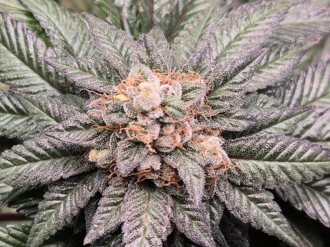 King Cartier. Week 20