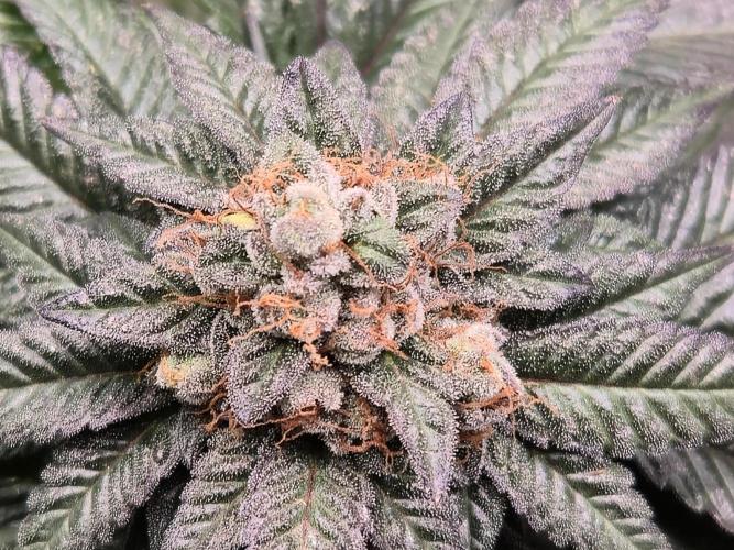 King Cartier. Week 20