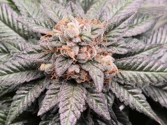 King Cartier. Week 20