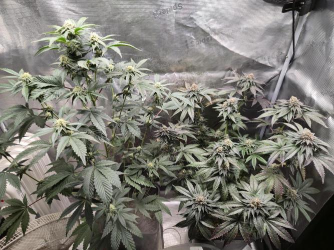 King Cartier. Week 20