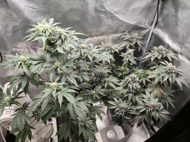 King Cartier. Week 20