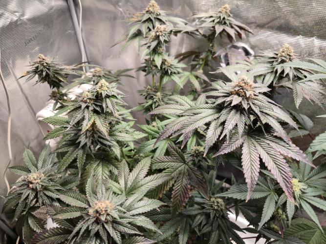 King Cartier. Week 20