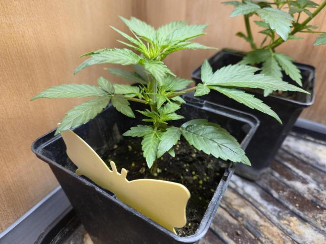 Auto Think Different. Week 3