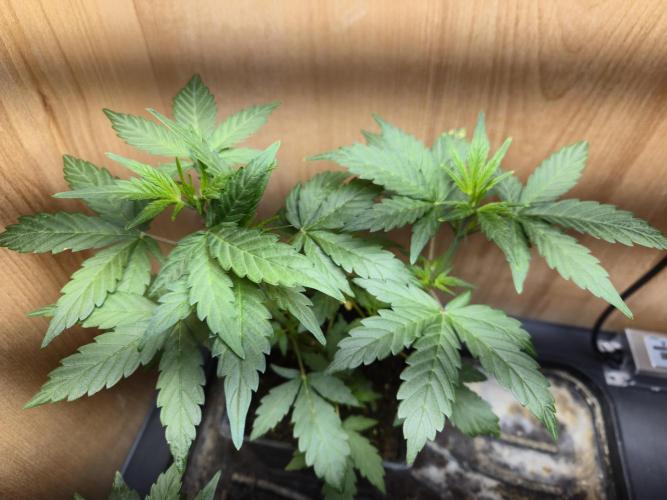 Auto Think Different. Week 3