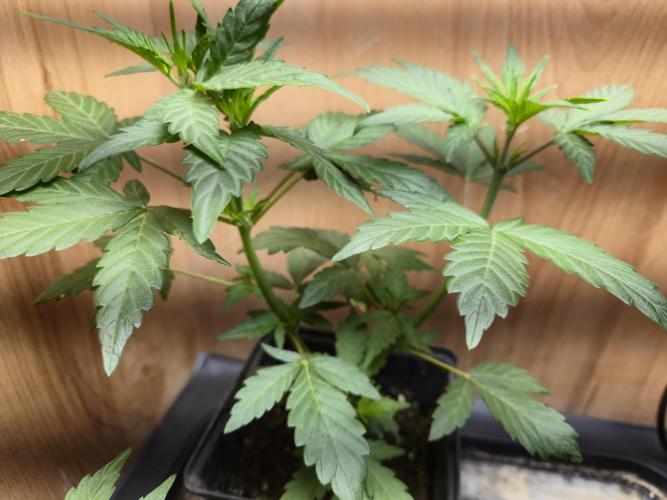 Auto Think Different. Week 3