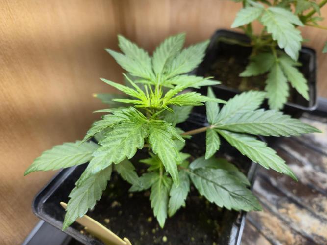 Auto Think Different. Week 3