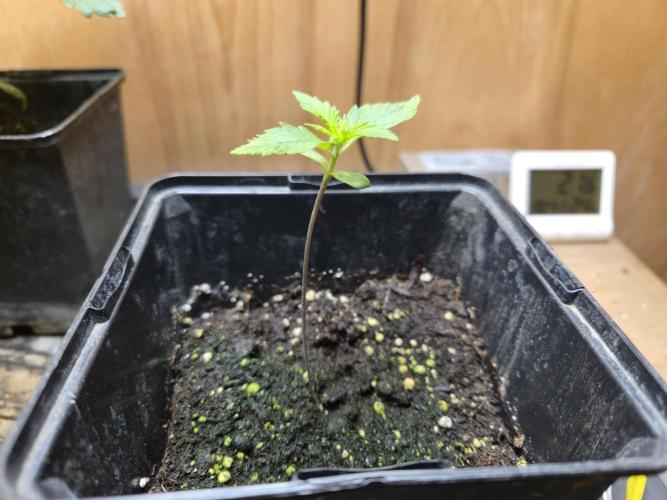 Amsterdam Amnesia Fem. Week 1