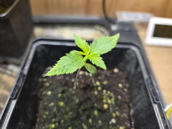 Amsterdam Amnesia Fem. Week 1