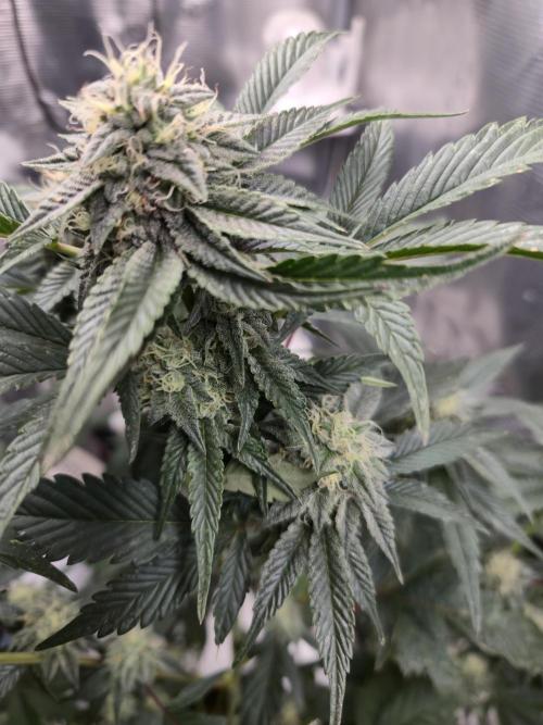 King Cartier clone. Week 12