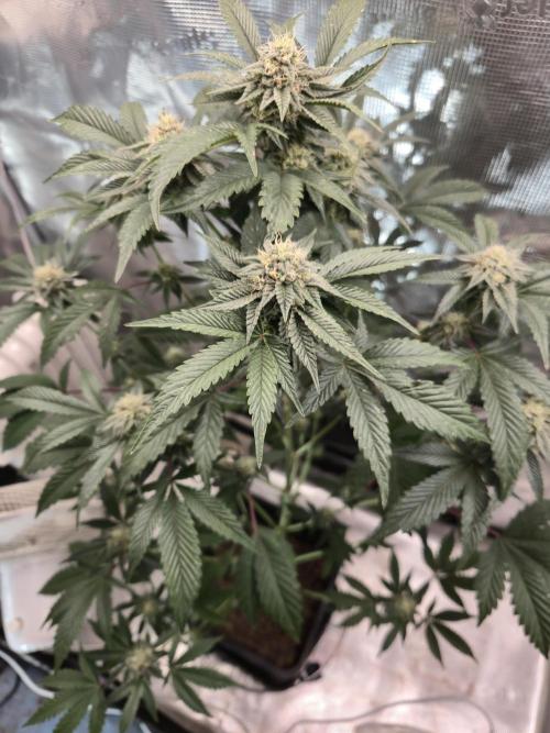 King Cartier clone. Week 12