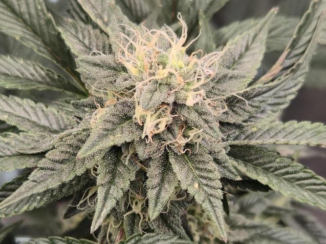 King Cartier clone. Week 12