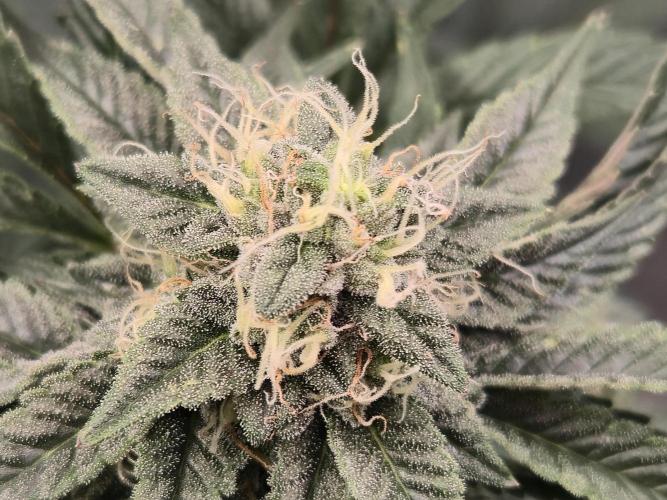 King Cartier clone. Week 12