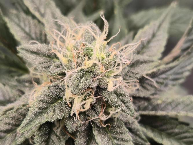 King Cartier clone. Week 12