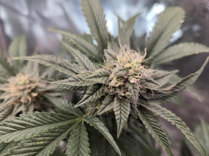 King Cartier clone. Week 12