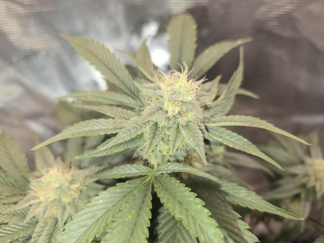 King Cartier clone. Week 12