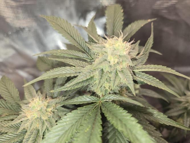 King Cartier clone. Week 12