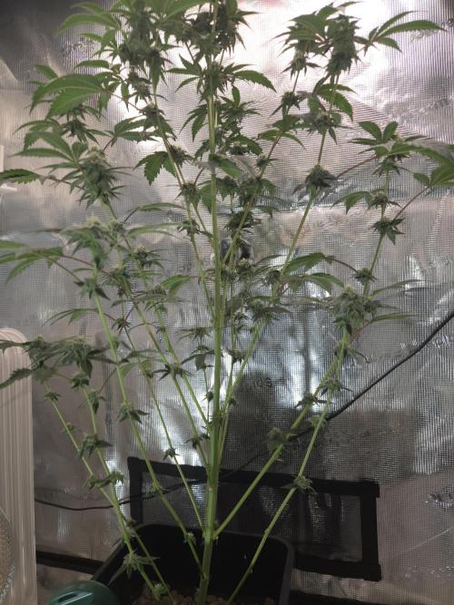 King Cartier clone. Week 12