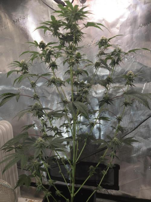 King Cartier clone. Week 12