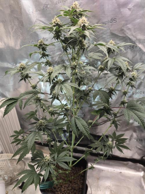 King Cartier clone. Week 12