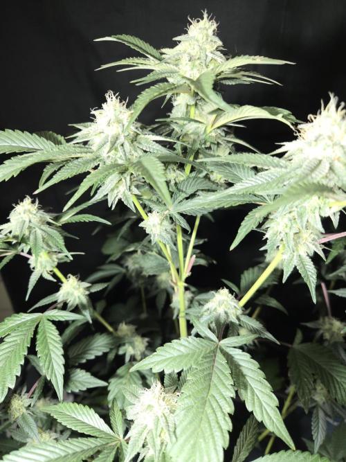 King Cartier clone. Week 12