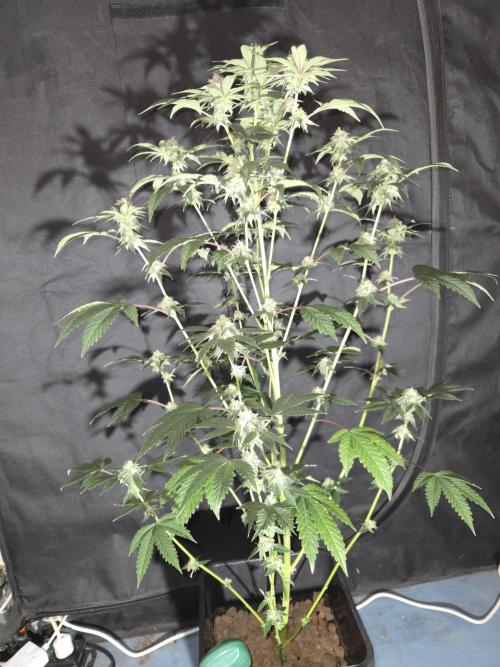 King Cartier clone. Week 12