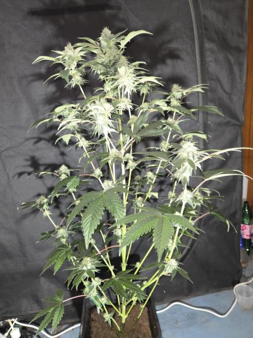 King Cartier clone. Week 12