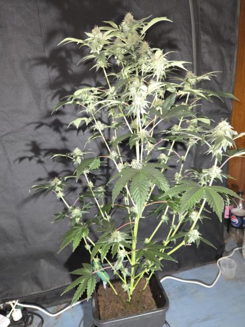 King Cartier clone. Week 12