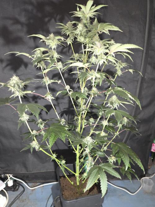 King Cartier clone. Week 12