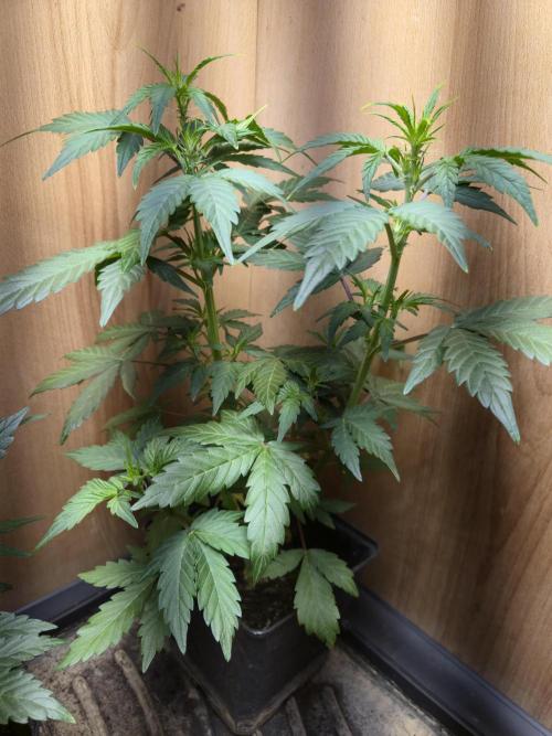 Auto Think Different. Week 4