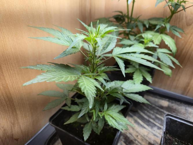 Auto Think Different. Week 4