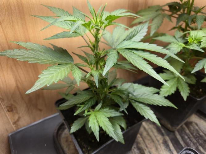 Auto Think Different. Week 4