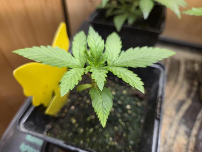 Amsterdam Amnesia Fem. Week 2