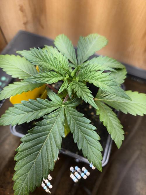 Amsterdam Amnesia Fem. Week 3