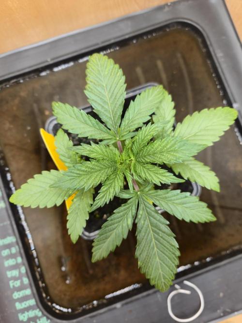 Amsterdam Amnesia Fem. Week 3