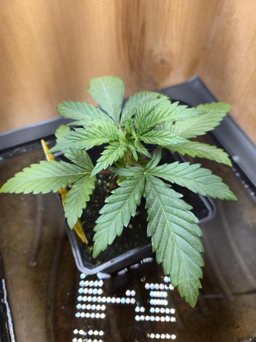 Amsterdam Amnesia Fem. Week 3