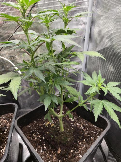 Auto Think Different. Week 5