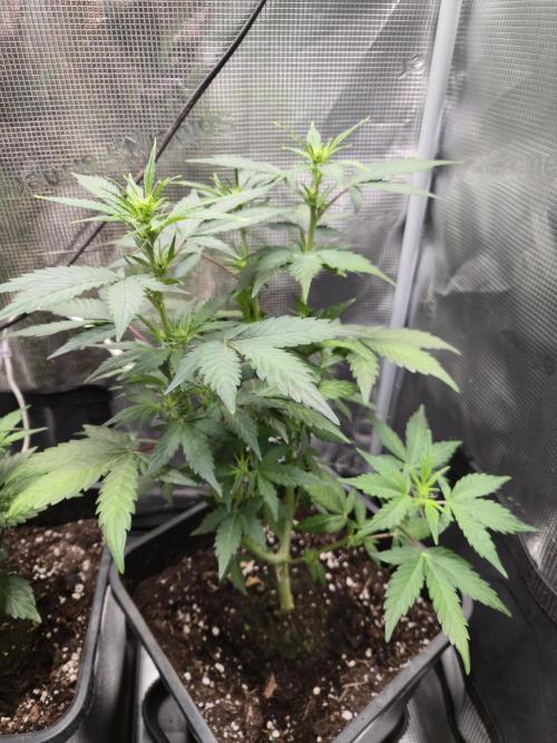 Auto Think Different. Week 5