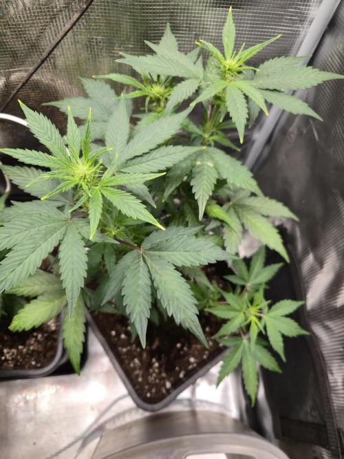 Auto Think Different. Week 5