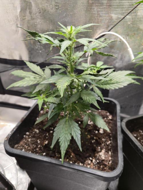 Auto Think Different. Week 5