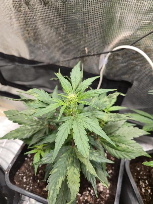 Auto Think Different. Week 5