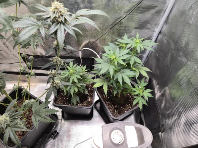 Auto Think Different. Week 5