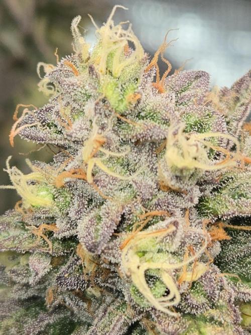 King Cartier. Week 19