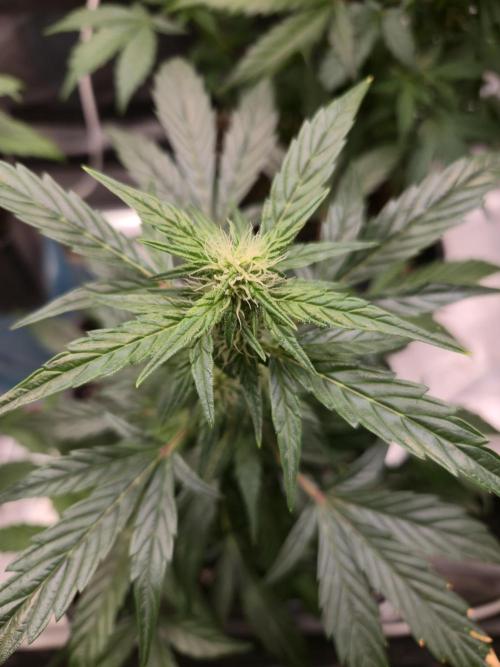 Auto Think Different. Week 6