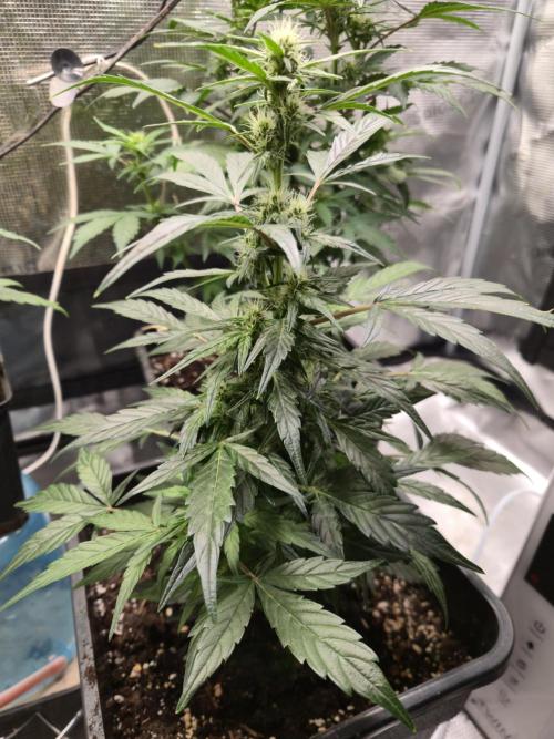 Auto Think Different. Week 6
