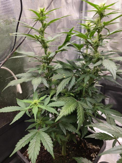 Auto Think Different. Week 6