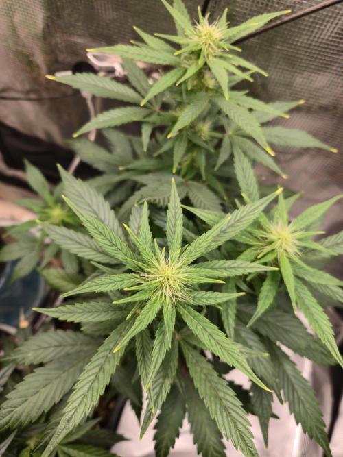 Auto Think Different. Week 6