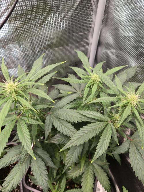 Auto Think Different. Week 6