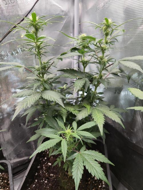 Auto Think Different. Week 6