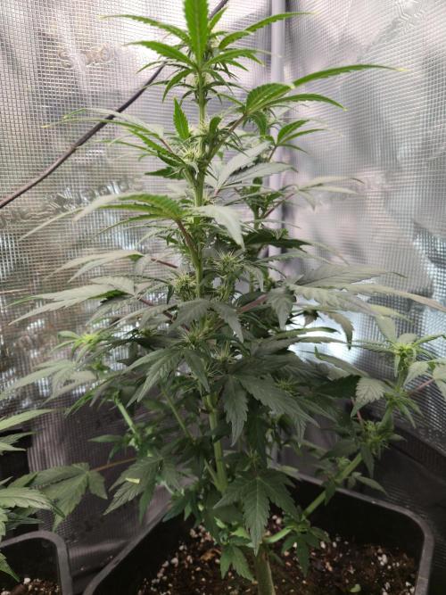 Auto Think Different. Week 6
